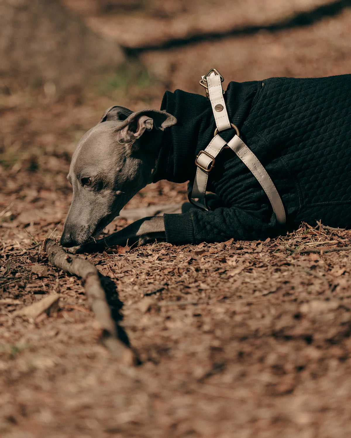 Classique Harnais Pour Chien - BLANC