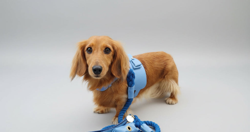 Handcrafted Leather Harness