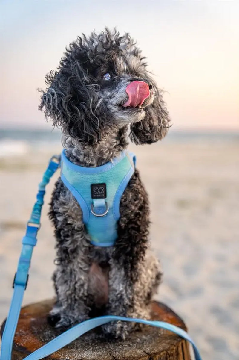 City Leash Set - AIR