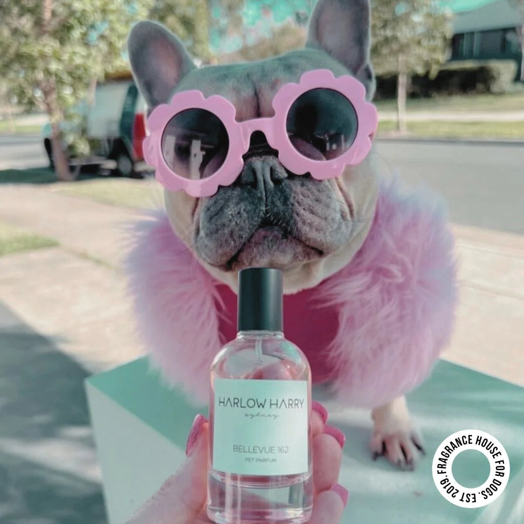 The Set | Bellevue 162