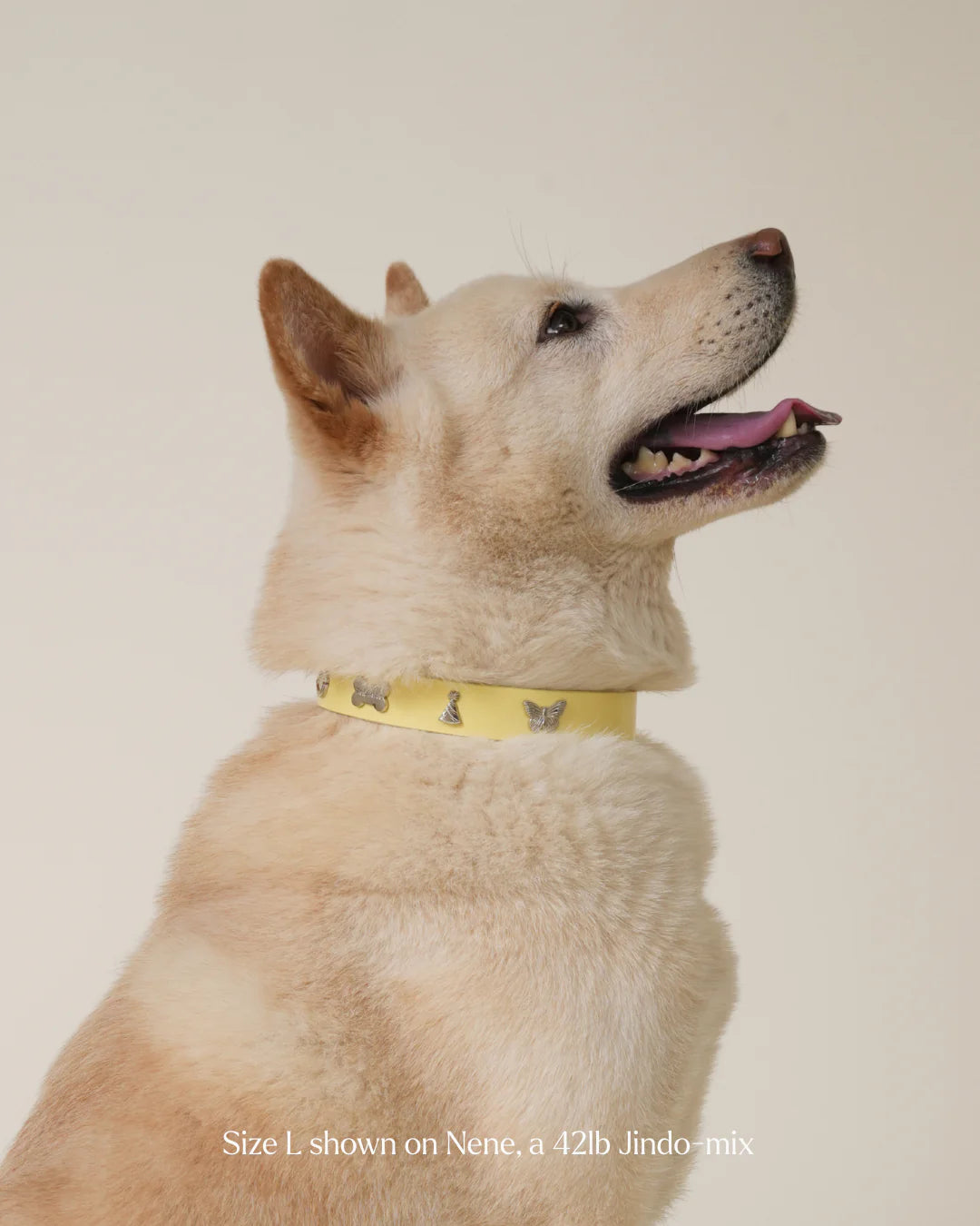 Social Butterfly Collar