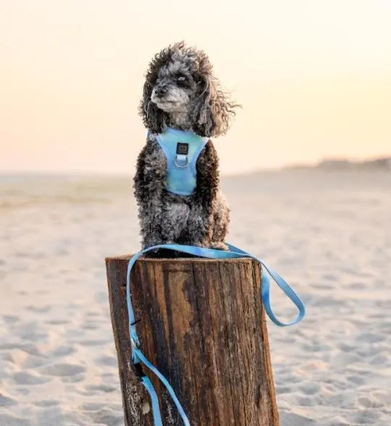 City Leash Set - AIR