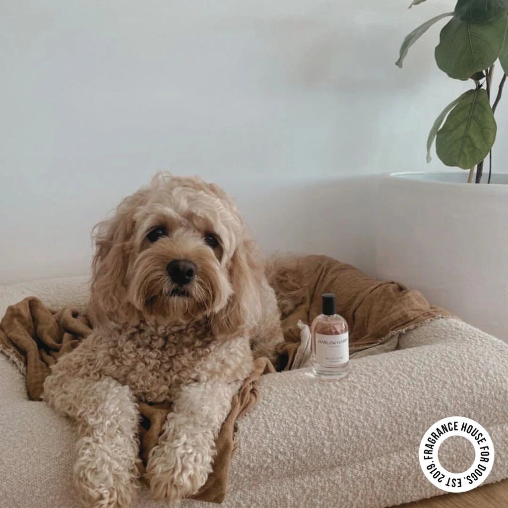 Dog Perfume | D'Bacca 169