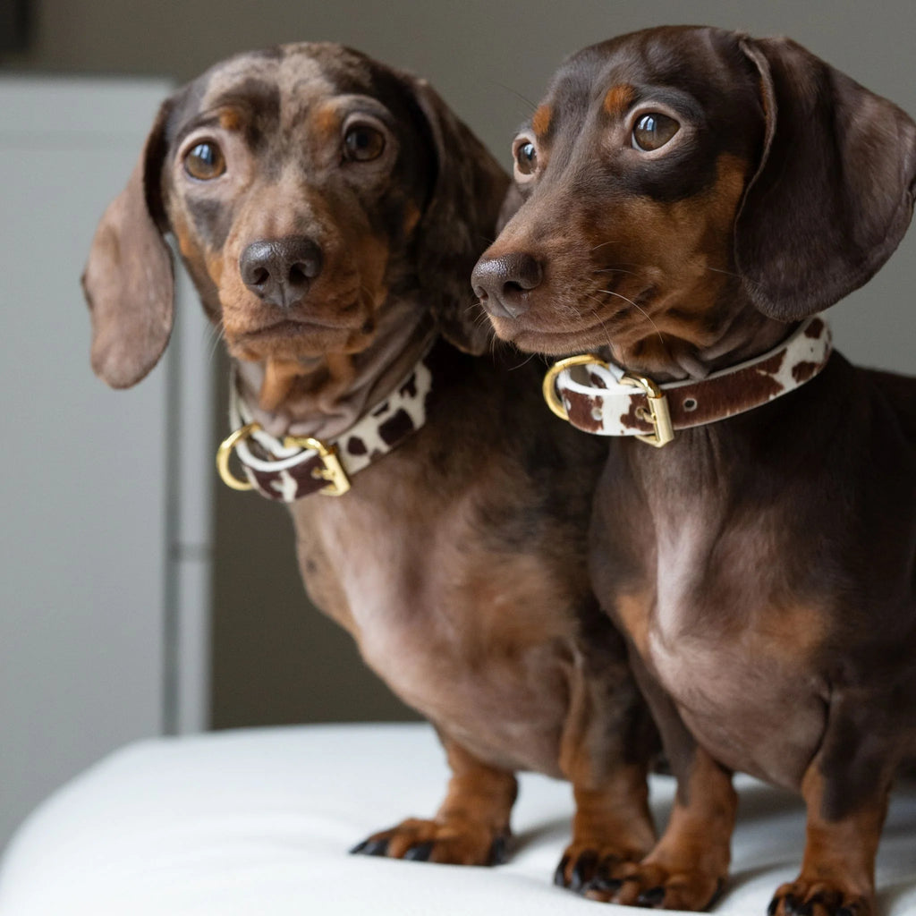 Cow Dog Collar Thin