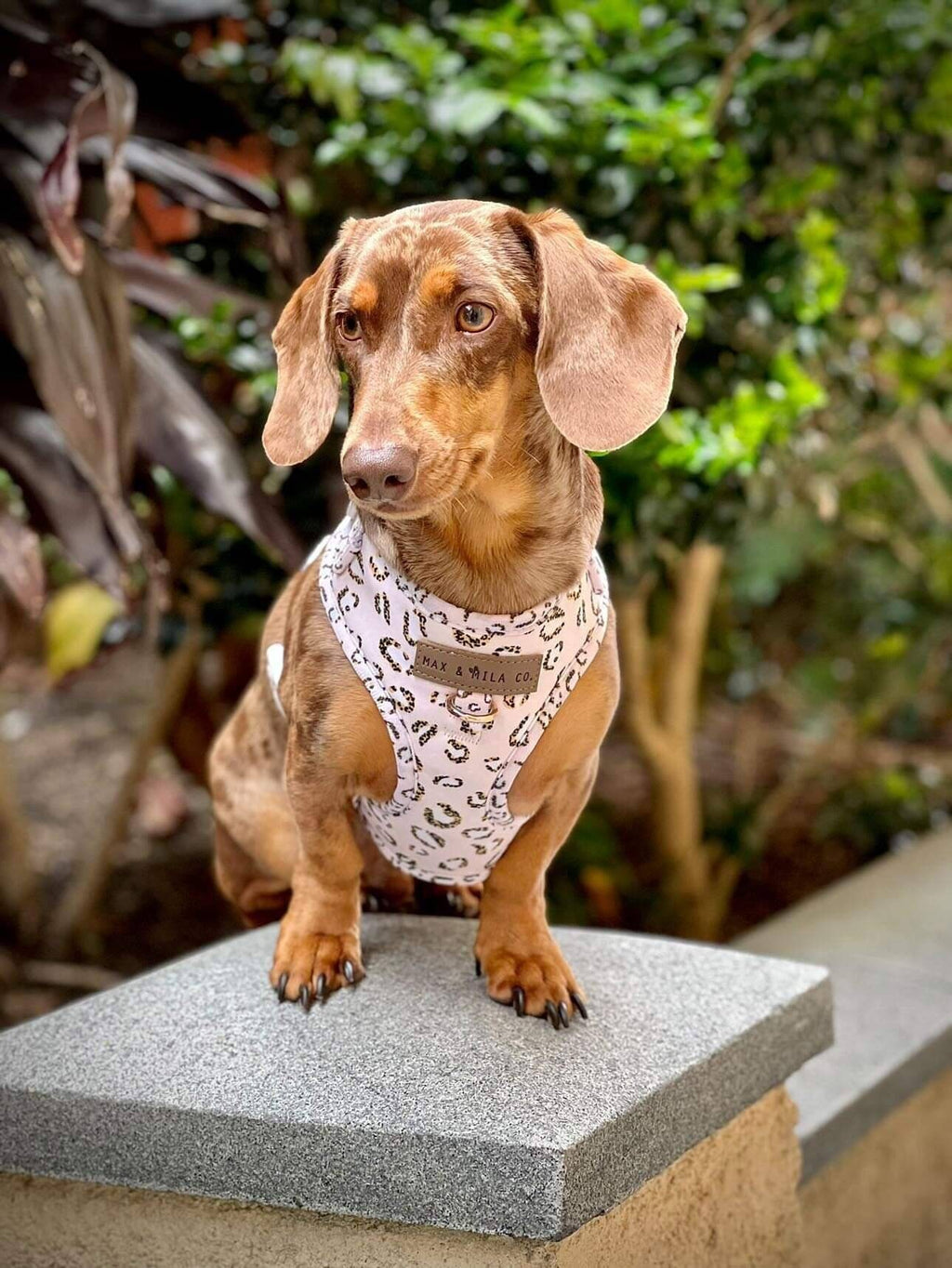 Nude Leopard Designer Dog Harness Set