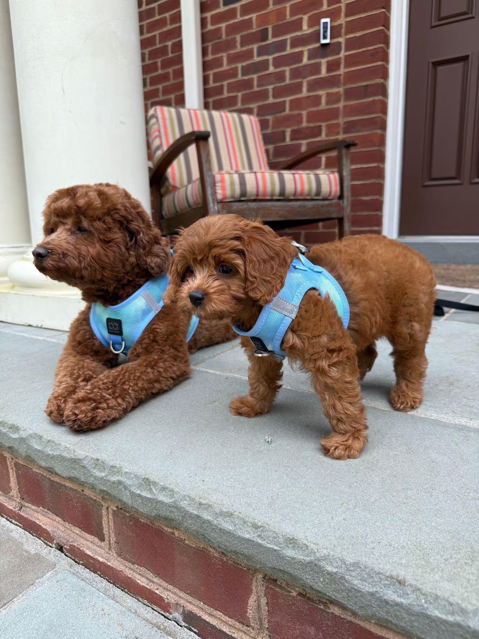 City Leash Set - AIR