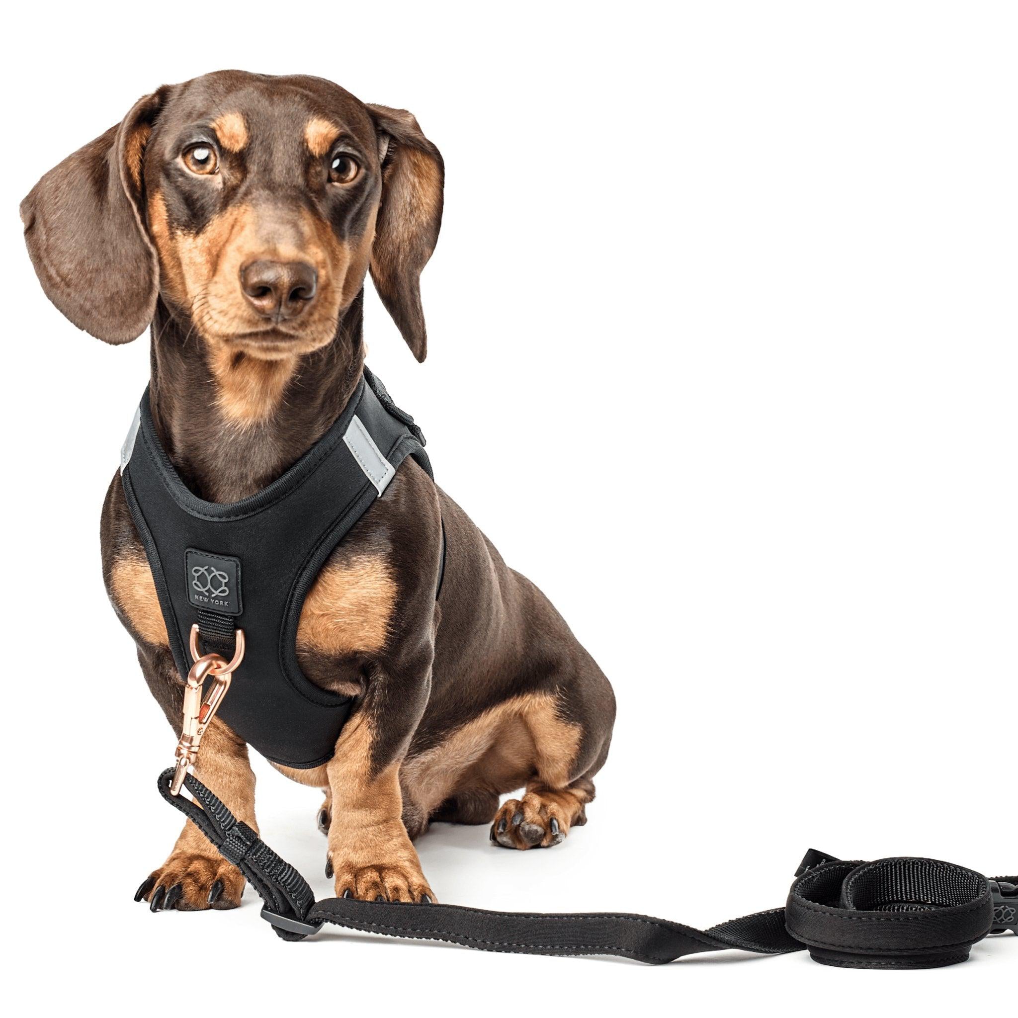 Soho Dog Walking Set - Black