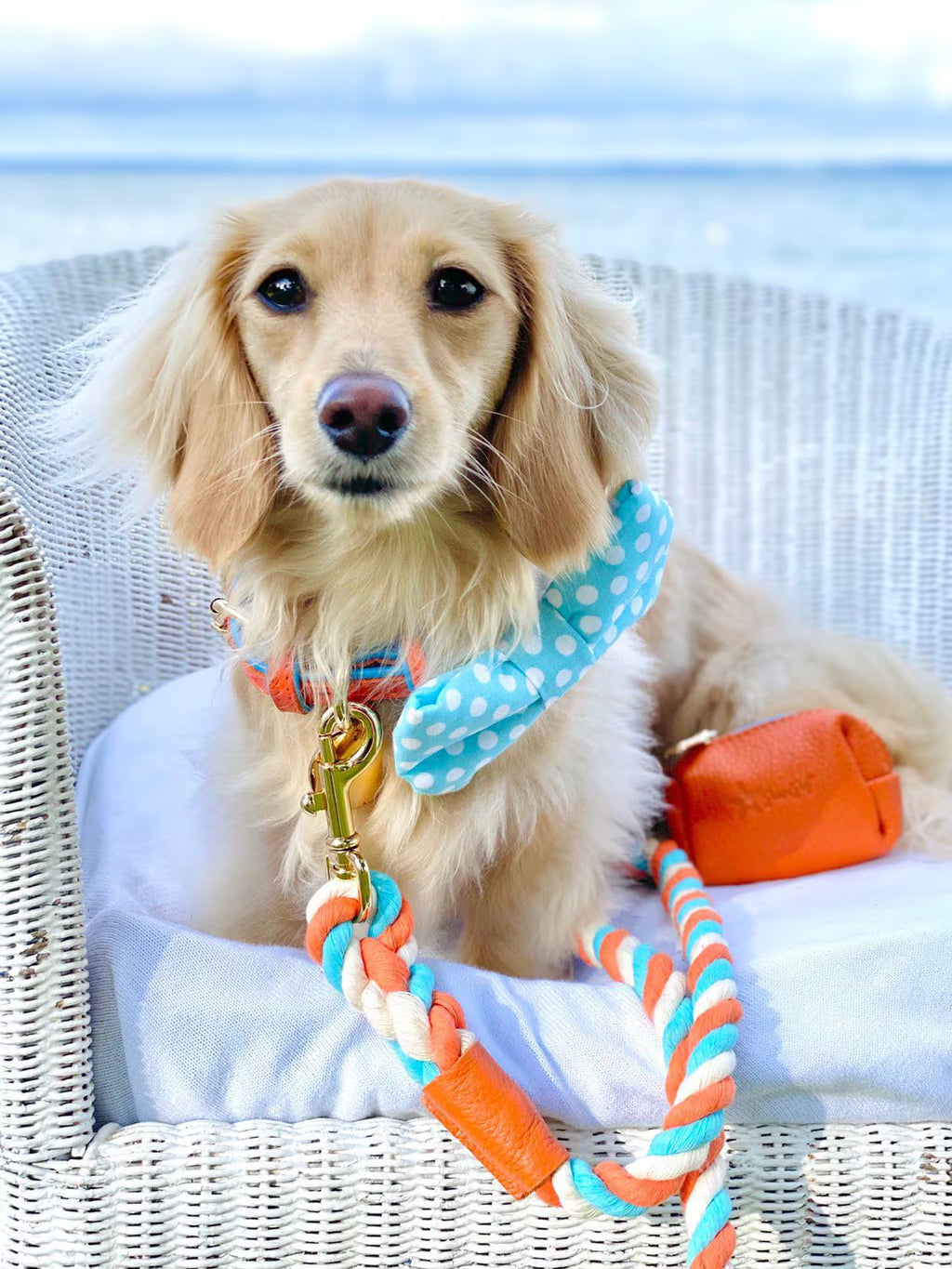 Handcrafted Leather Dog Collar