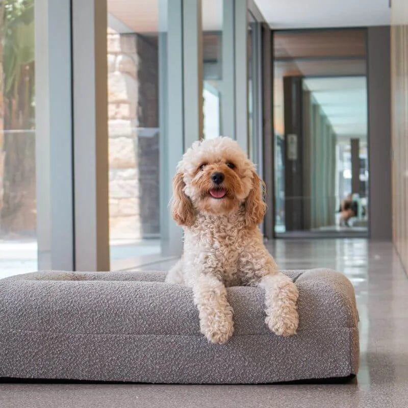 Memory Foam Dog Bed - Bouclé Pebble
