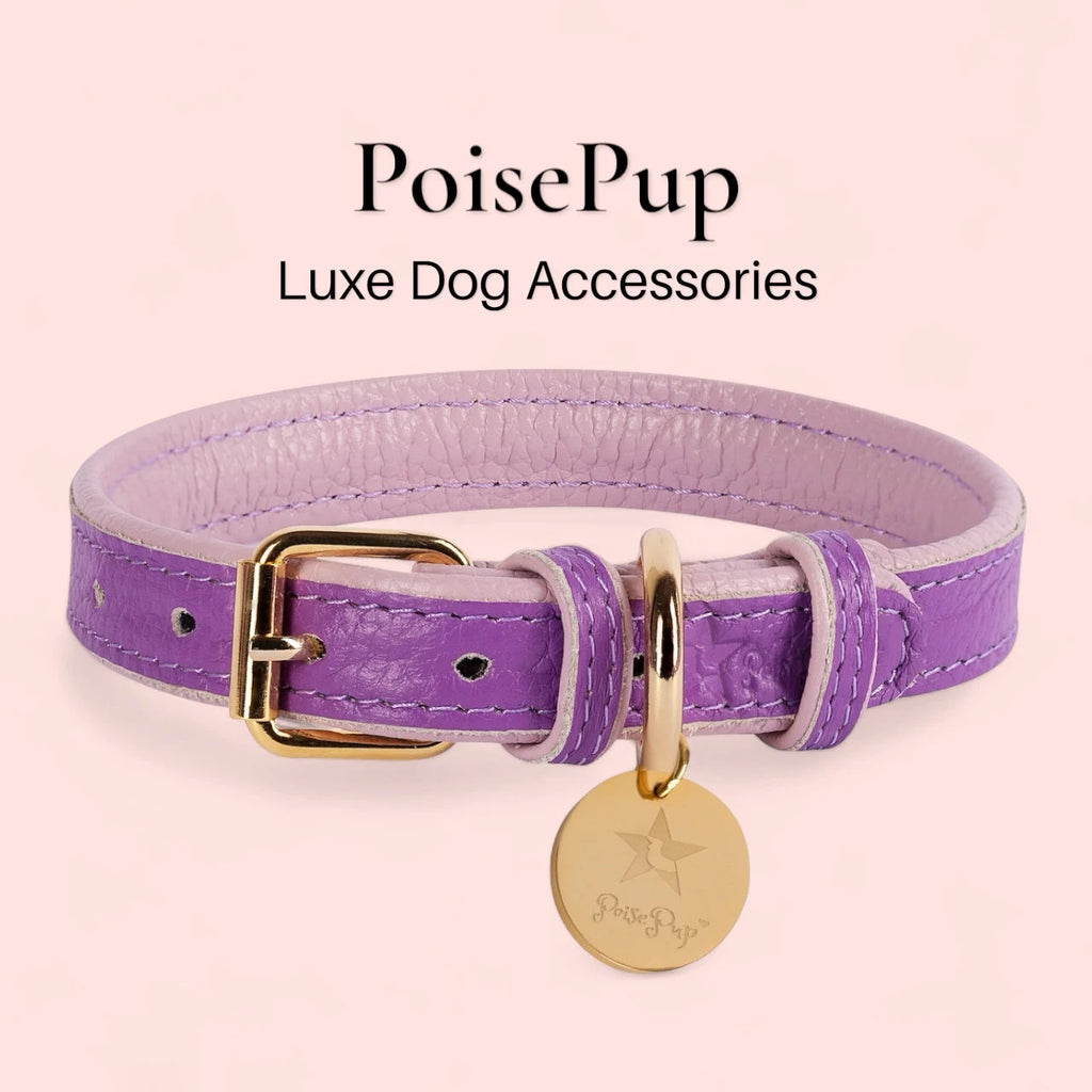 Handcrafted Leather Dog Collar
