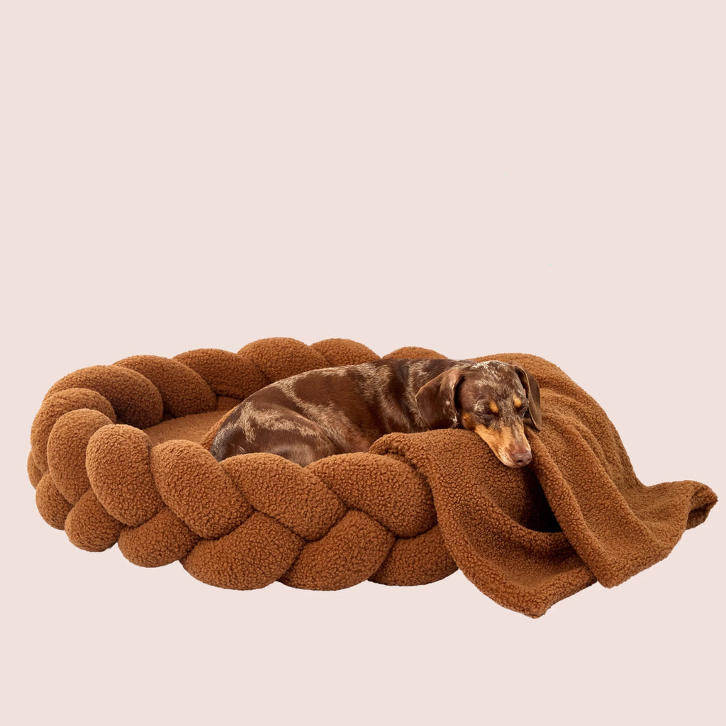 Chestnut Teddy