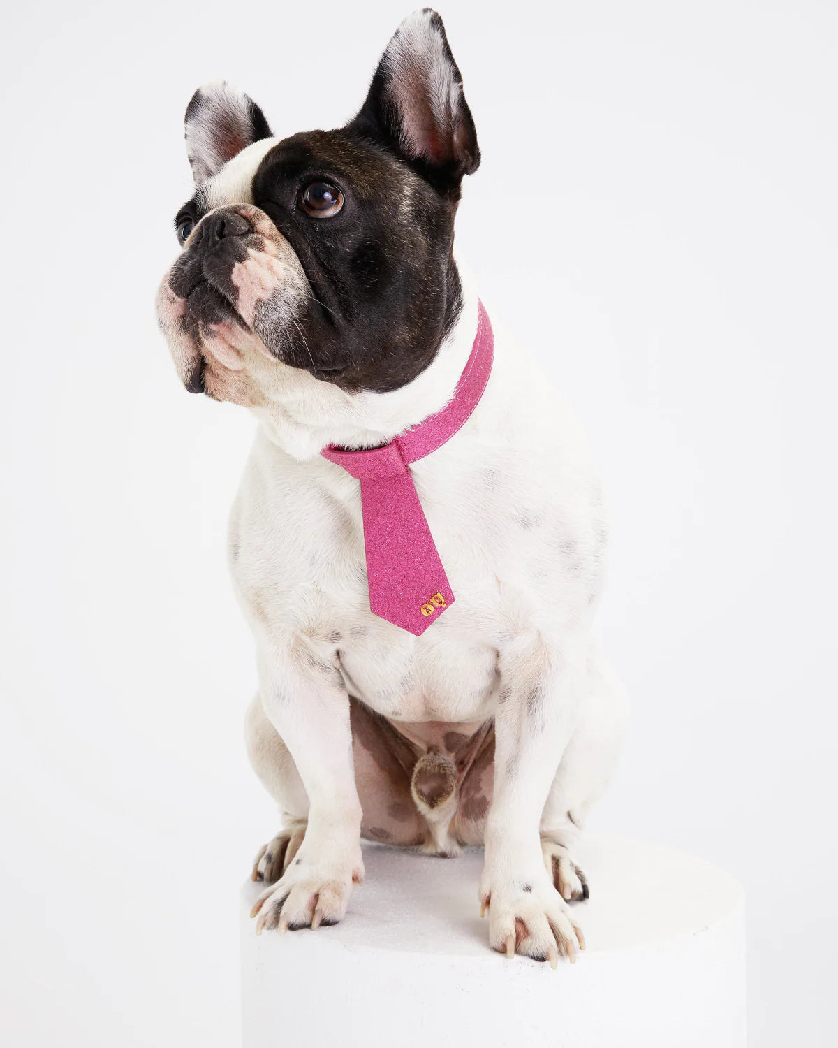 Christian Cowan Dog Tie
