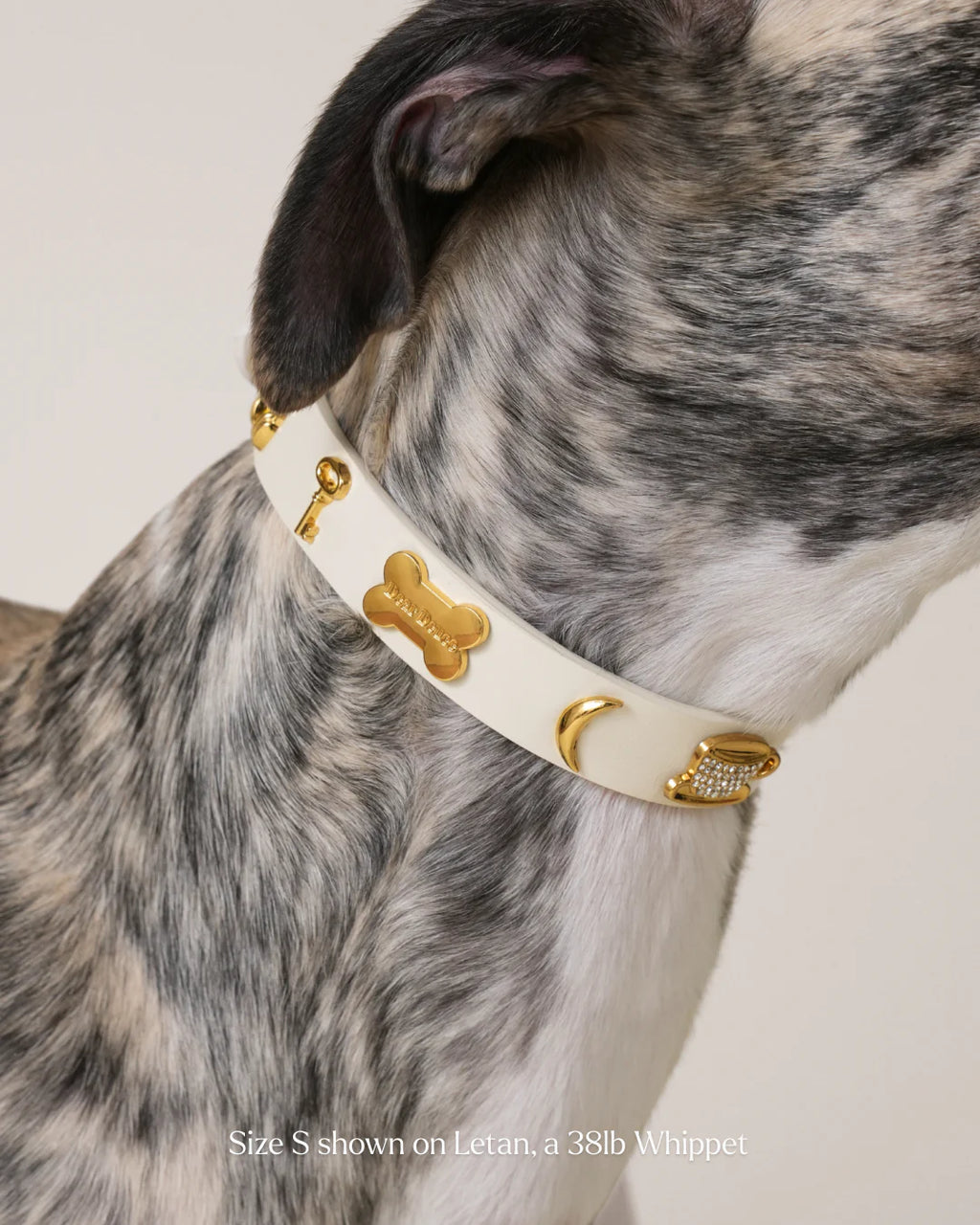 Couch Potato Collar