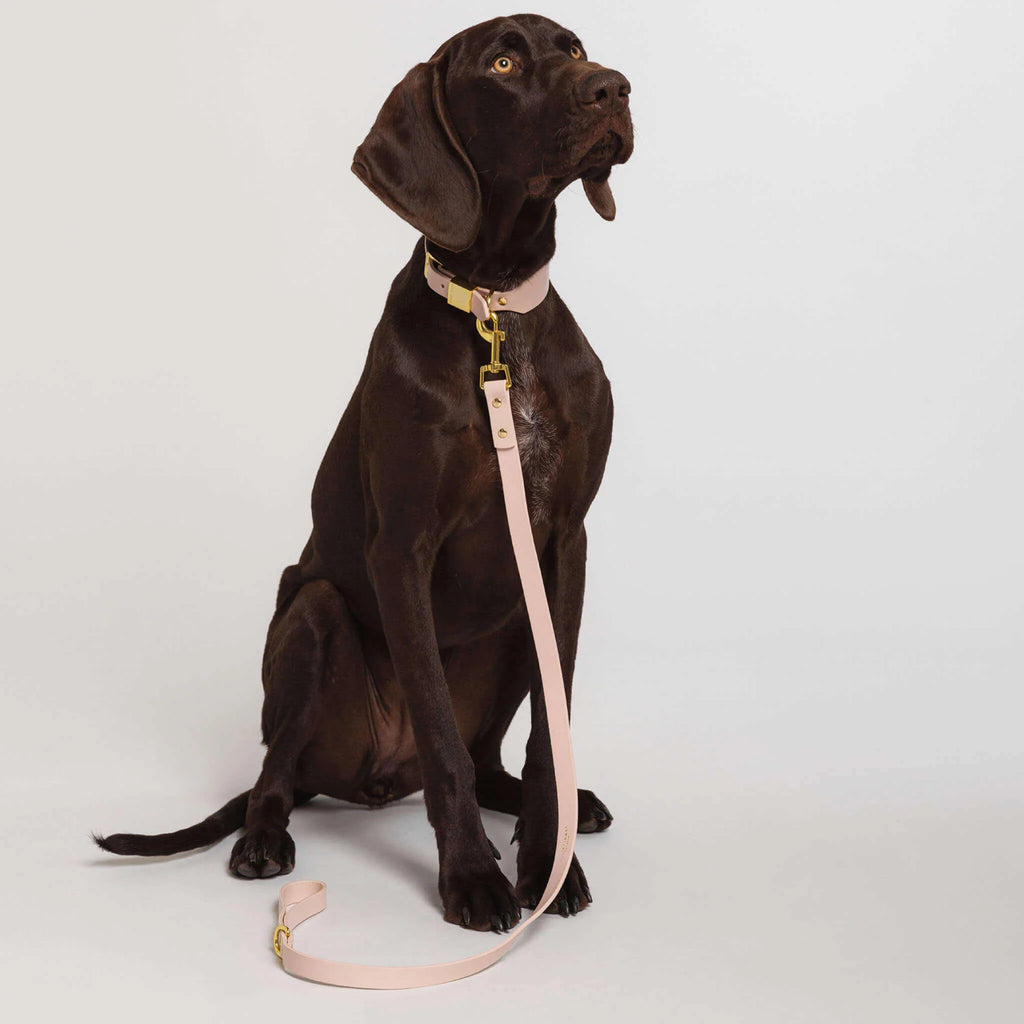 Blush Dog Collar & Lead Set