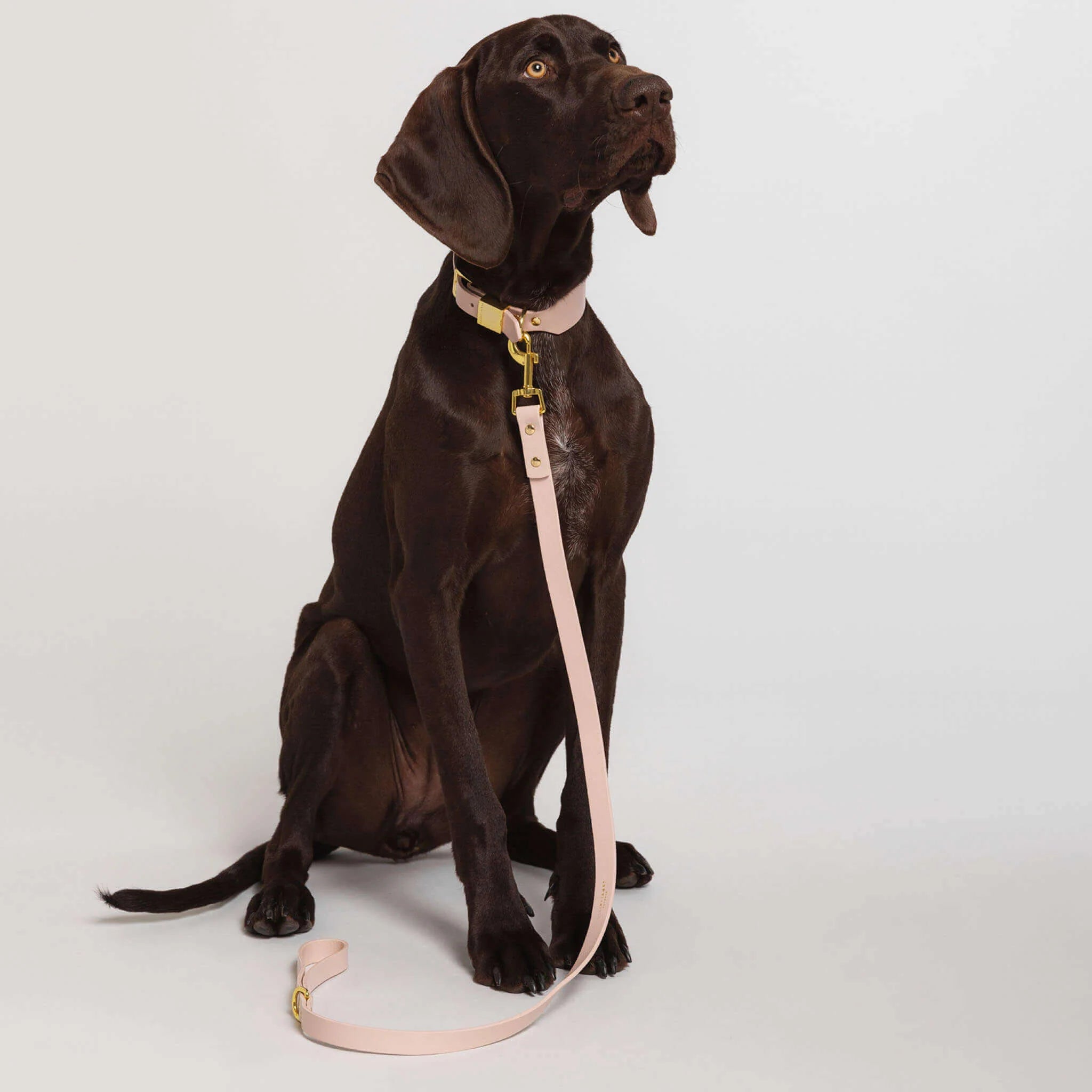 Blush Dog Collar & Lead Set
