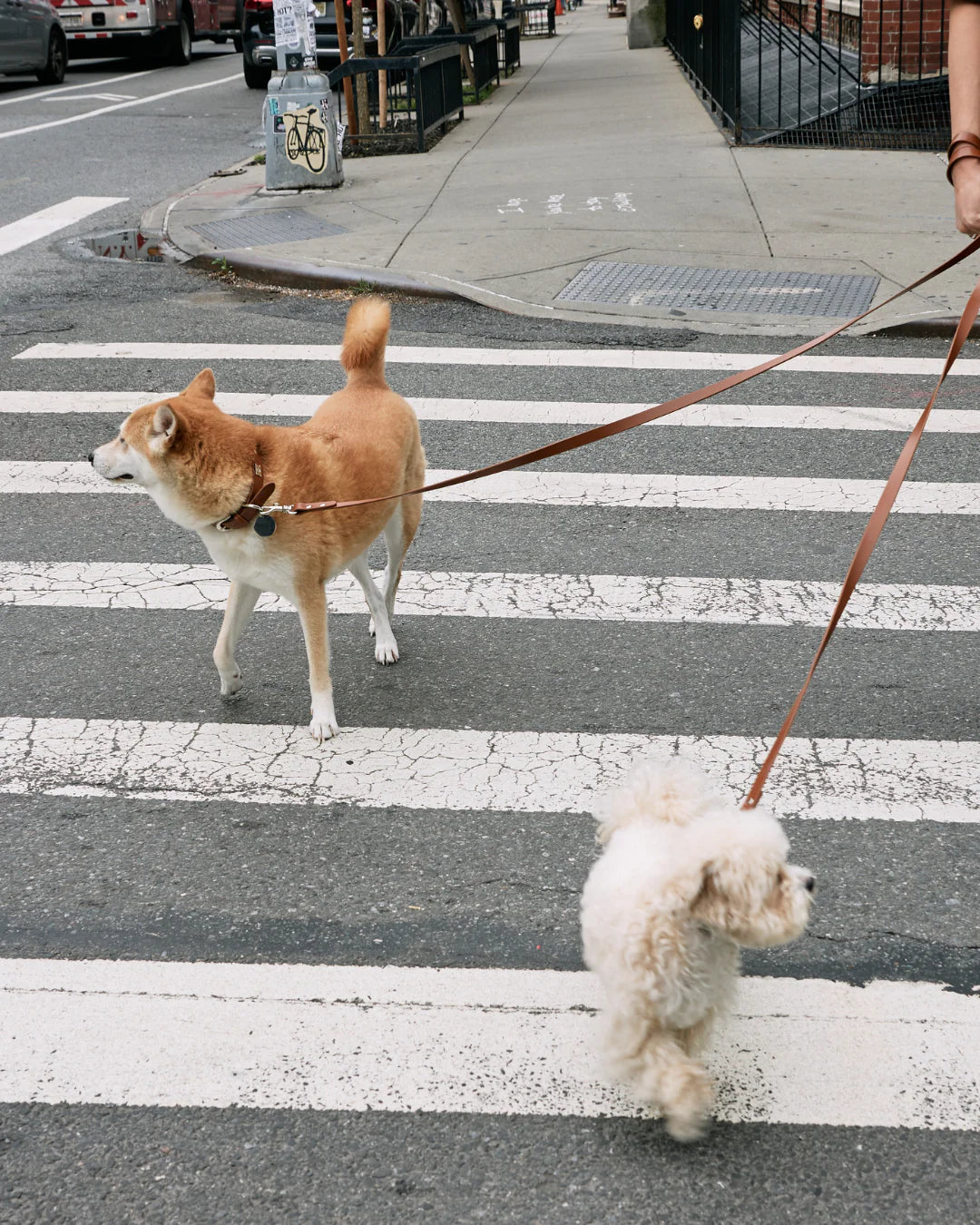 Boss Leash