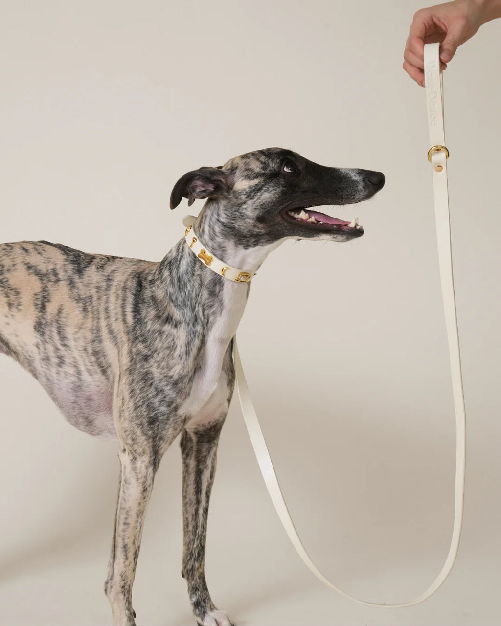 Couch Potato Leash