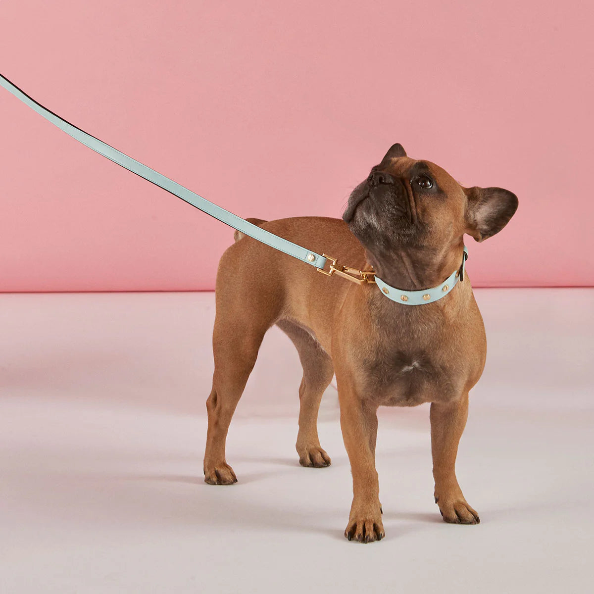 Plain Leash Cloud