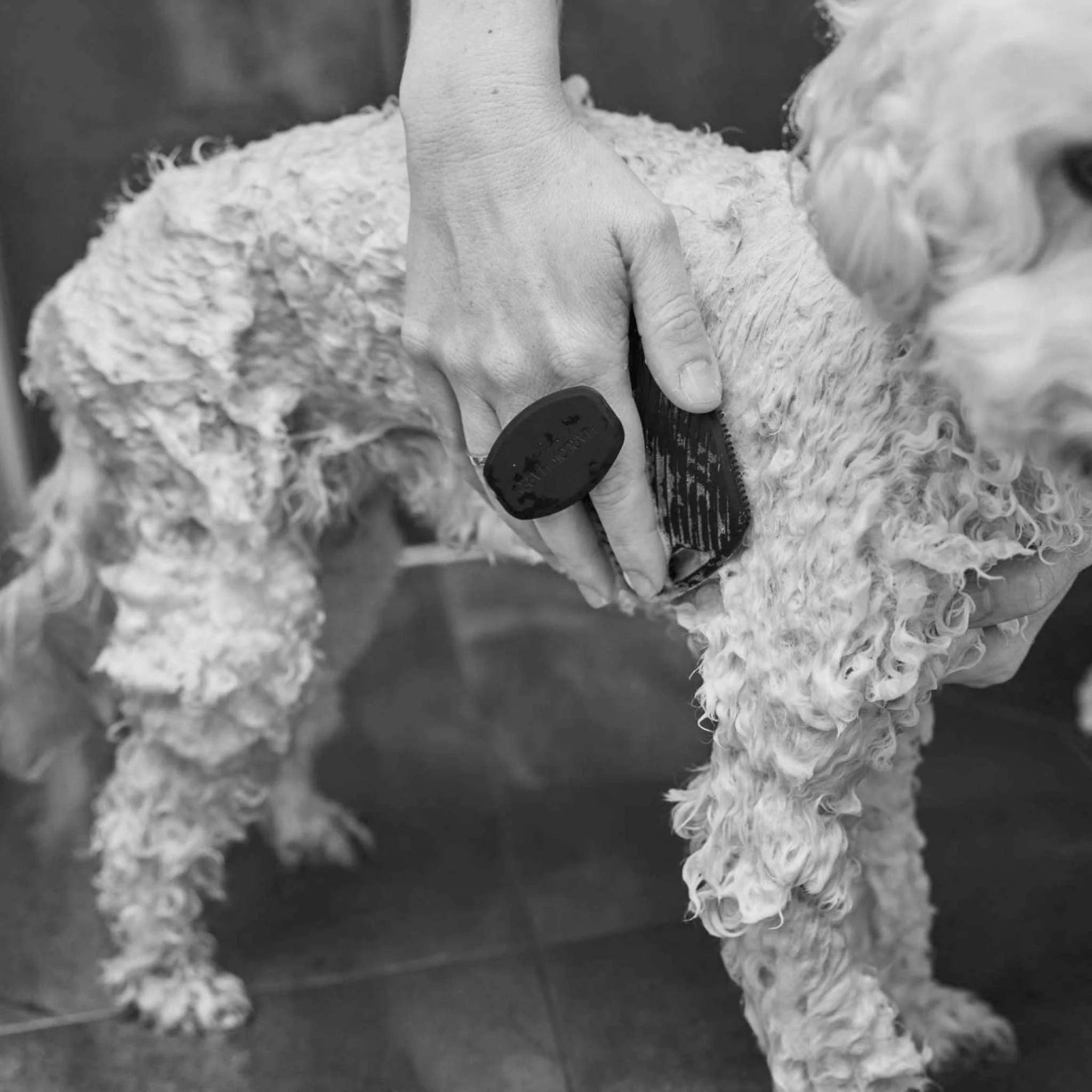 The Bougie-Est Dog Bundle