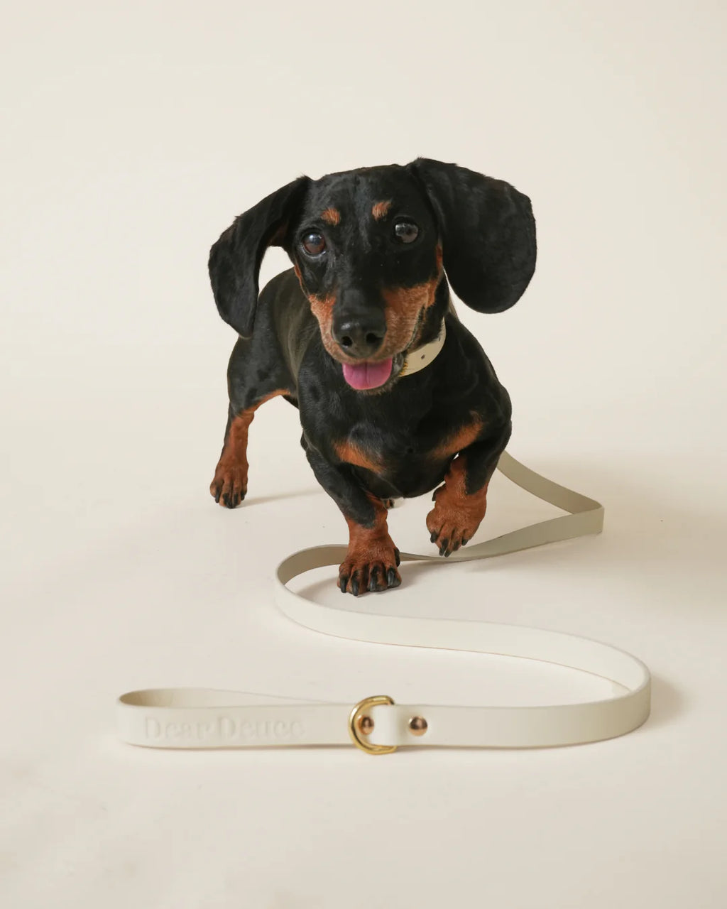 Couch Potato Leash