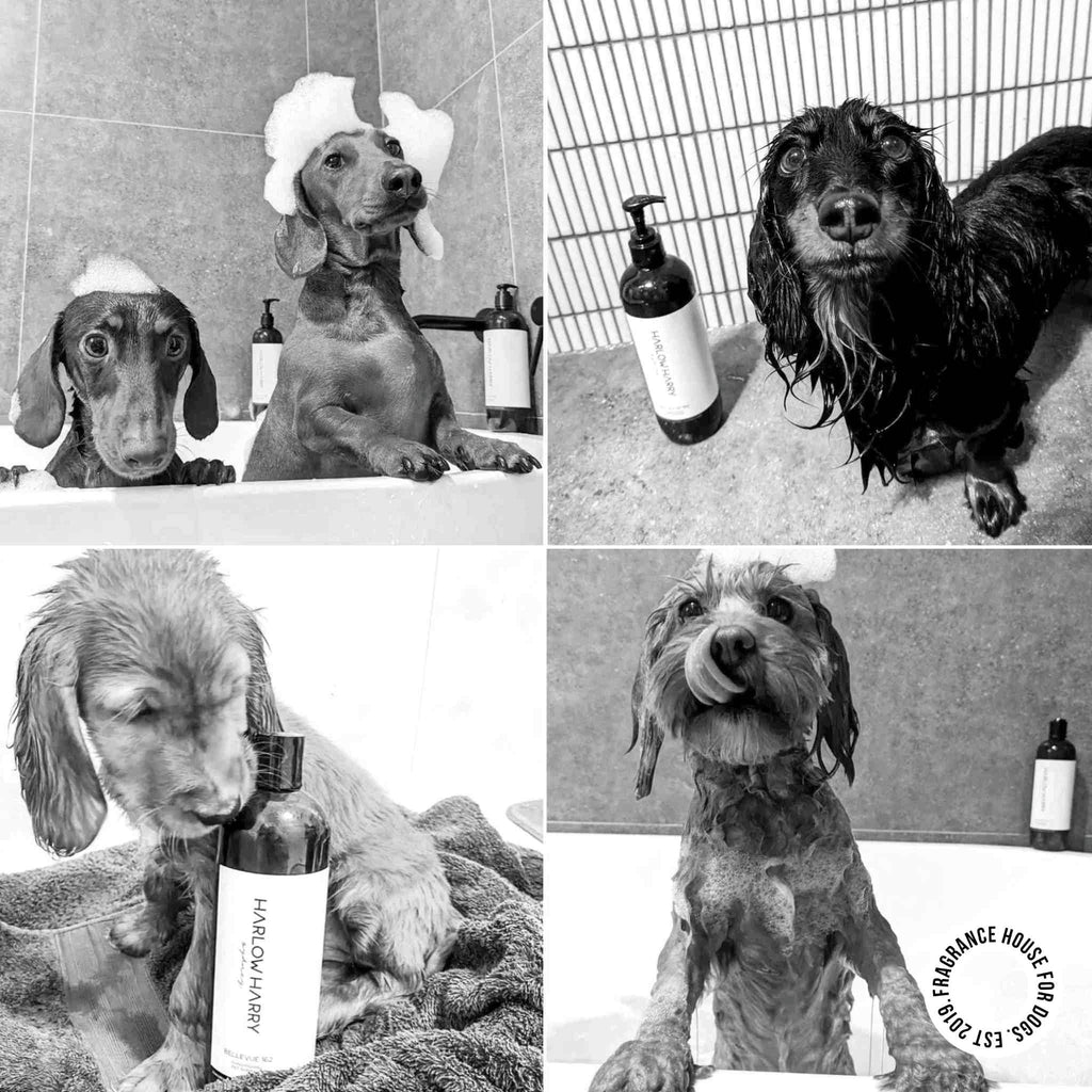 Conditioning Shampoo | D'Bacca 169