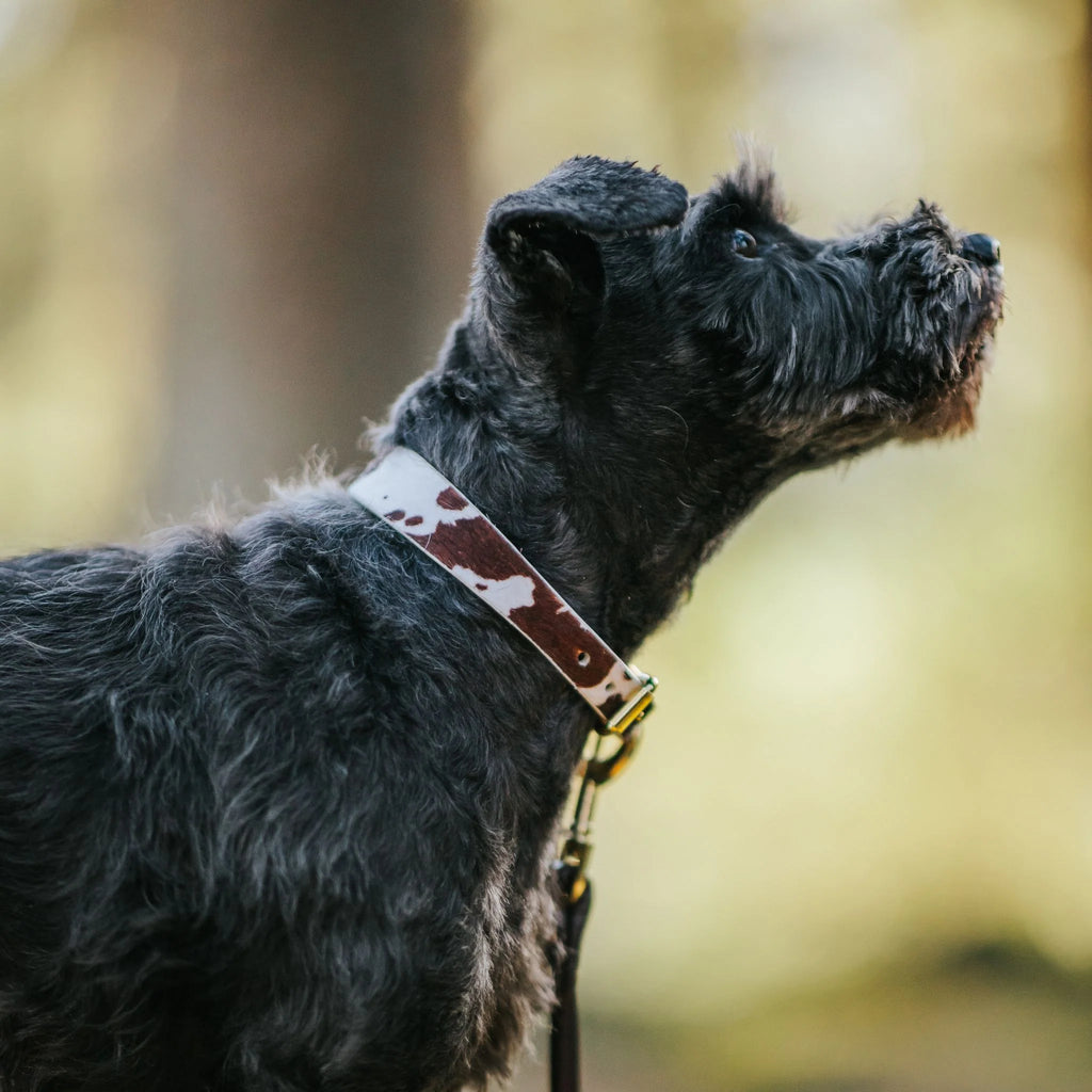 Cow Dog Collar Thin