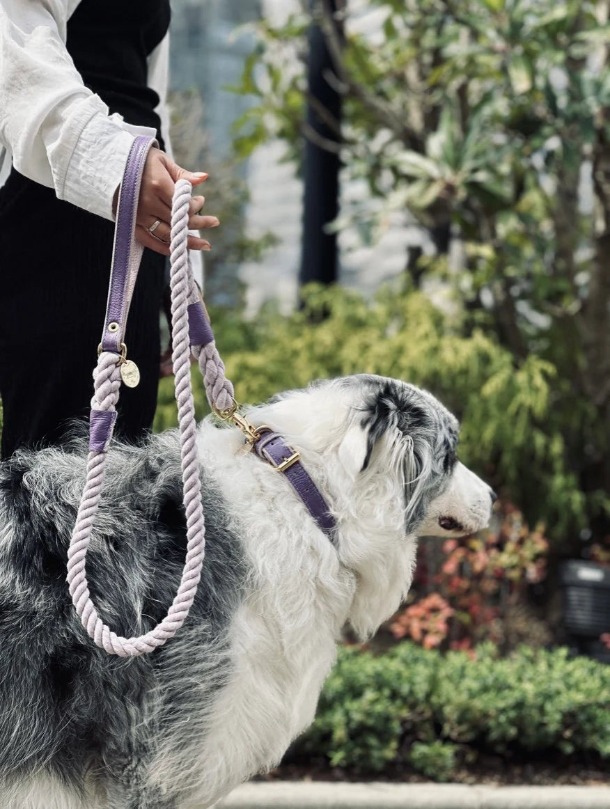 Handcrafted Leather Dog Collar