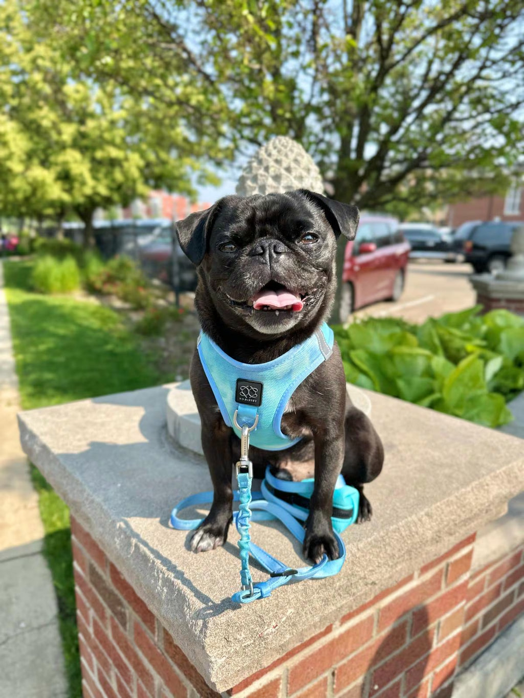 City Leash Set - AIR