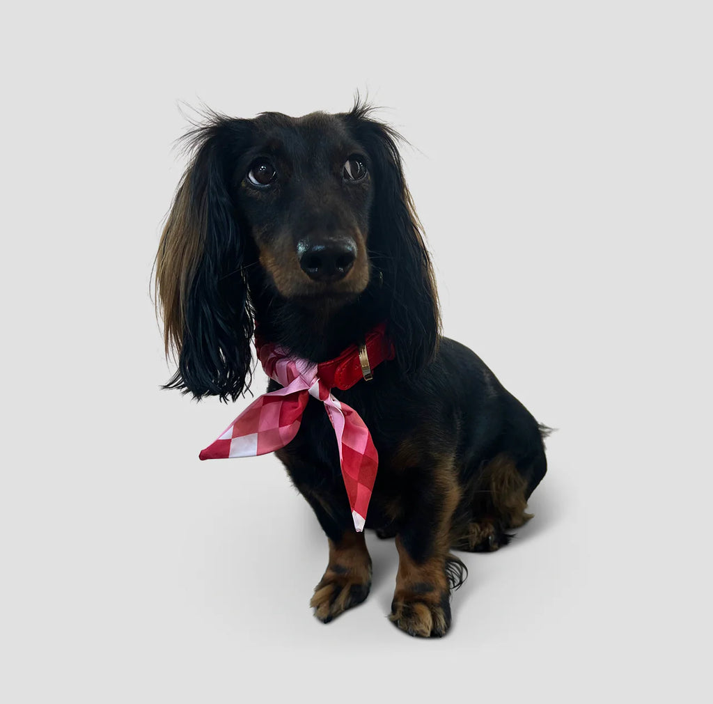 Dog Collar Twilly Square - Red