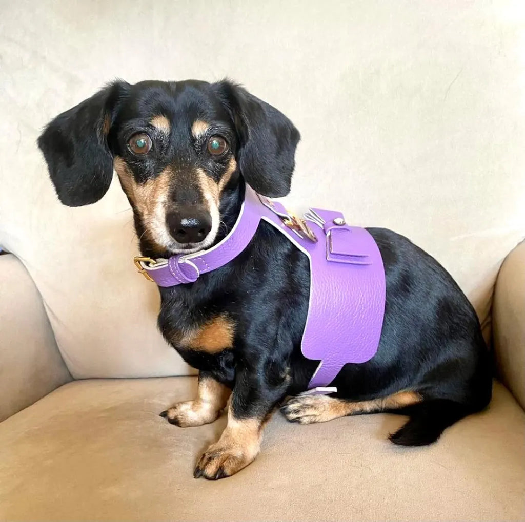 Handcrafted Leather Harness