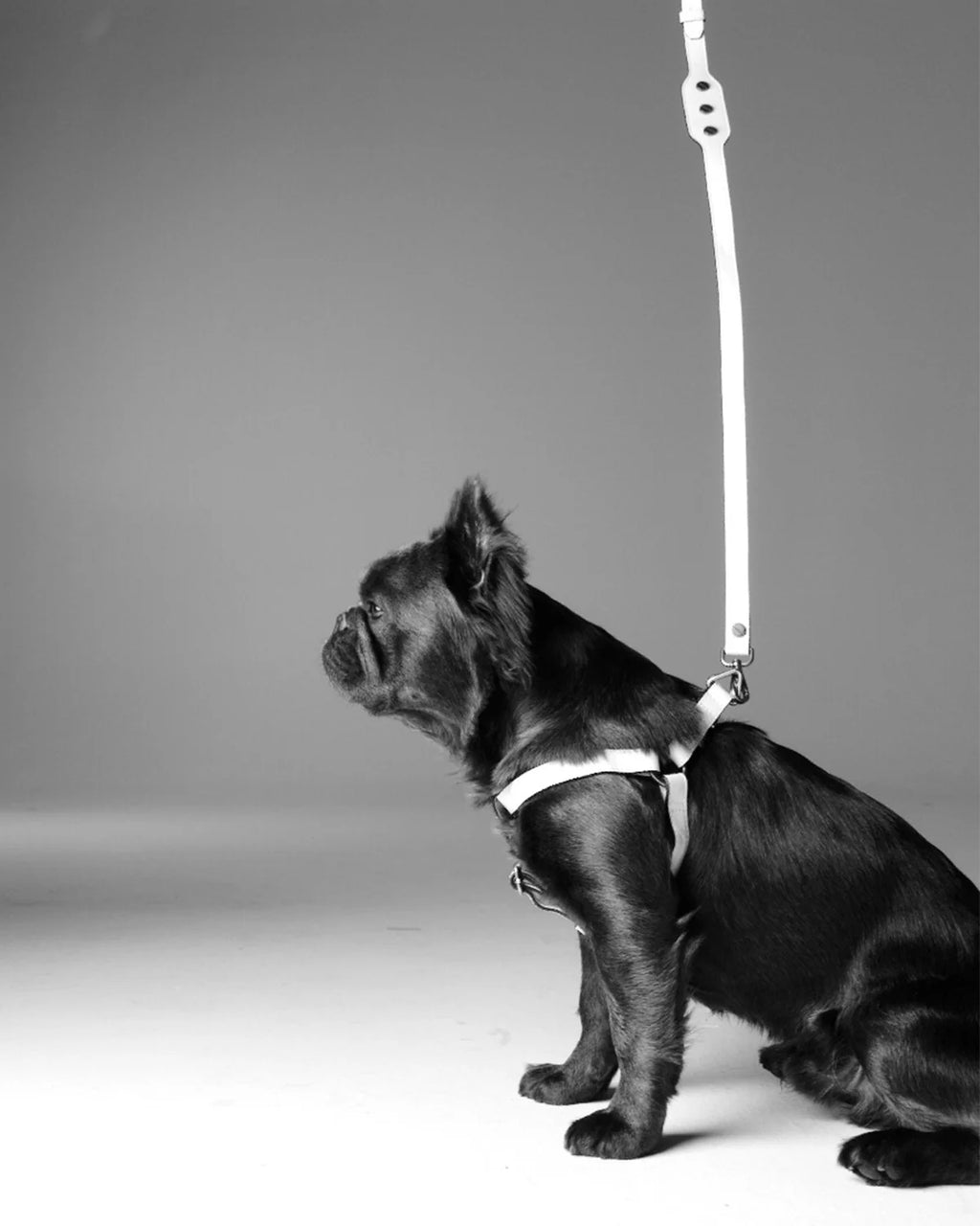 Classique Harnais Pour Chien - BLANC