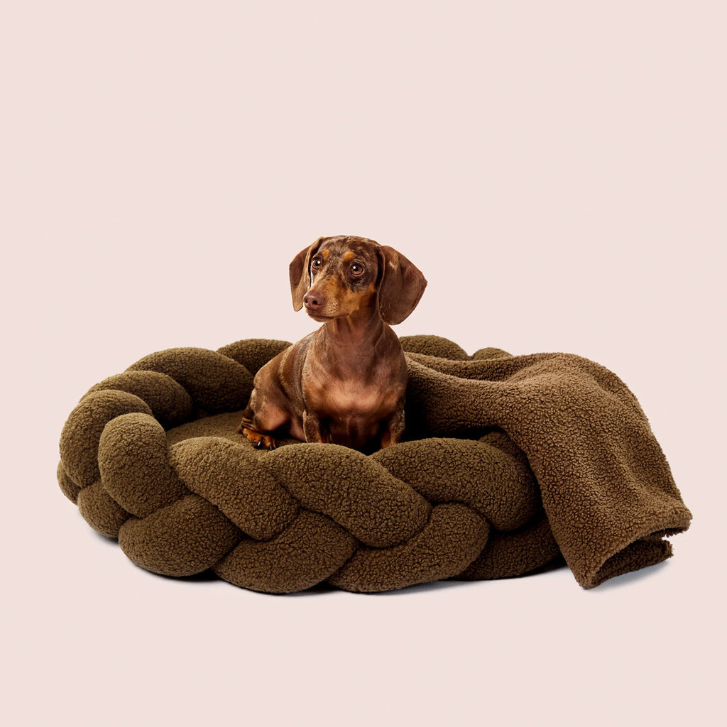 Olive Teddy