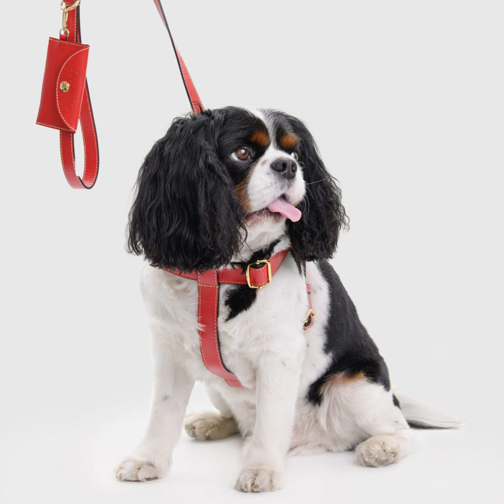 The Rosso Harness Set