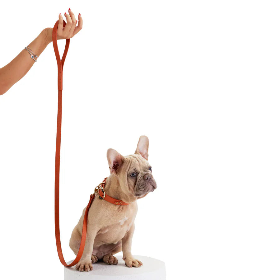 Balley Dog Leash by Moshiqa