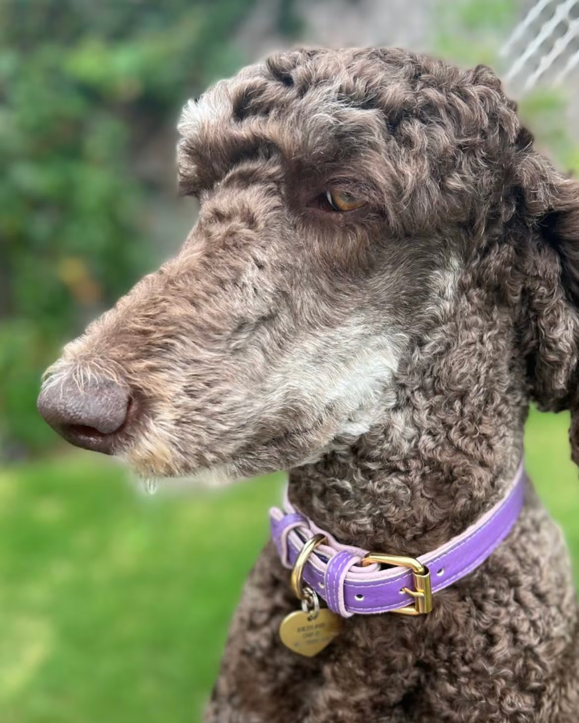 Handcrafted Leather Dog Collar