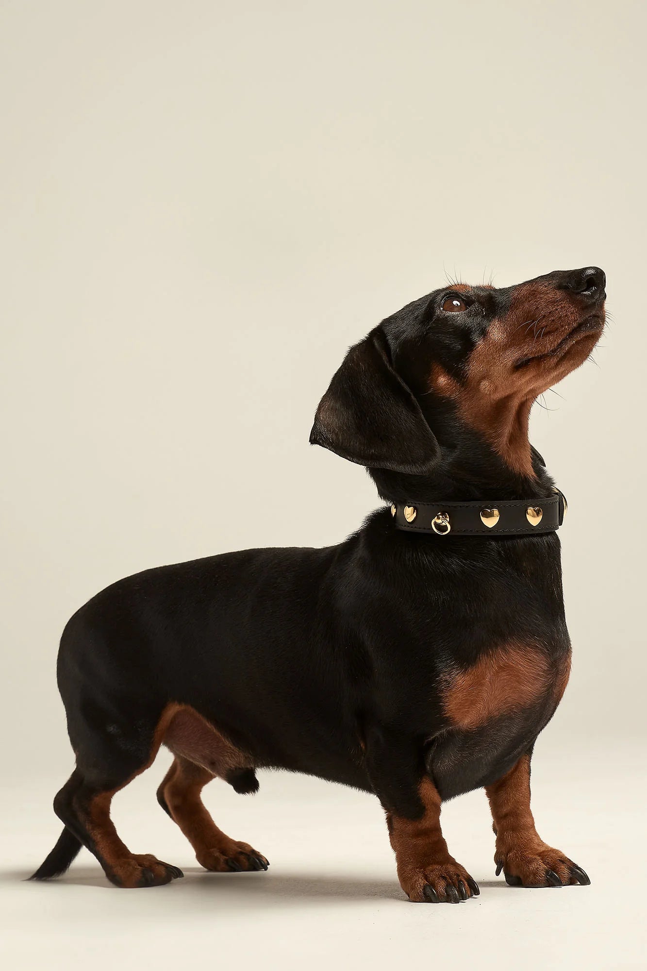 Black Leather Nara Dog Collar
