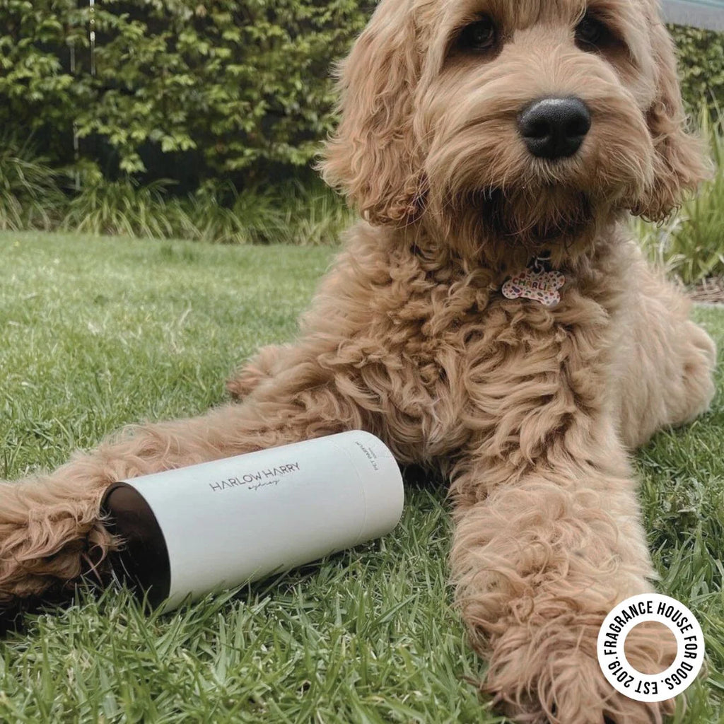 Dog Perfume | D'Bacca 169