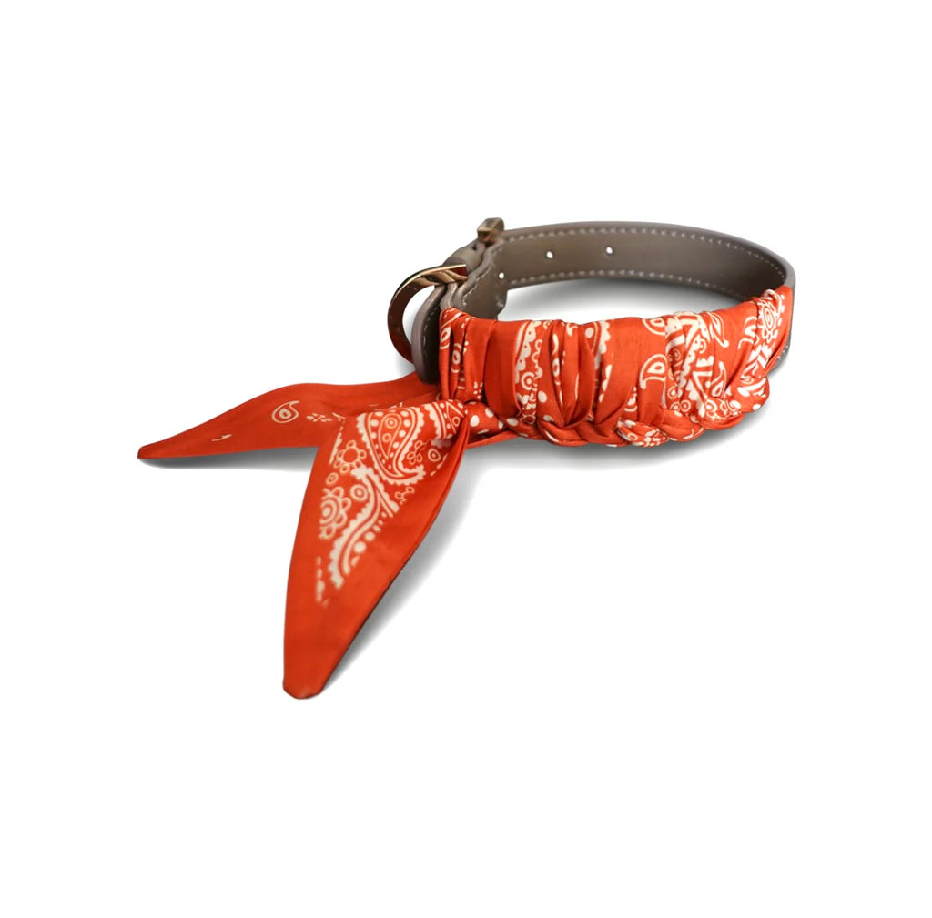 Dog Collar Twilly Paisley - Orange