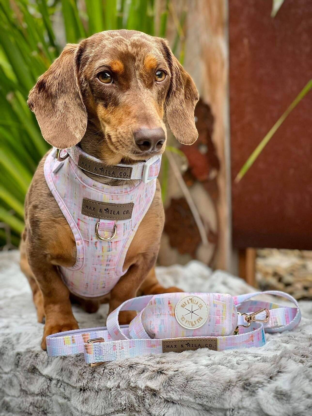 Pastel Dreams Designer Dog Harness Set