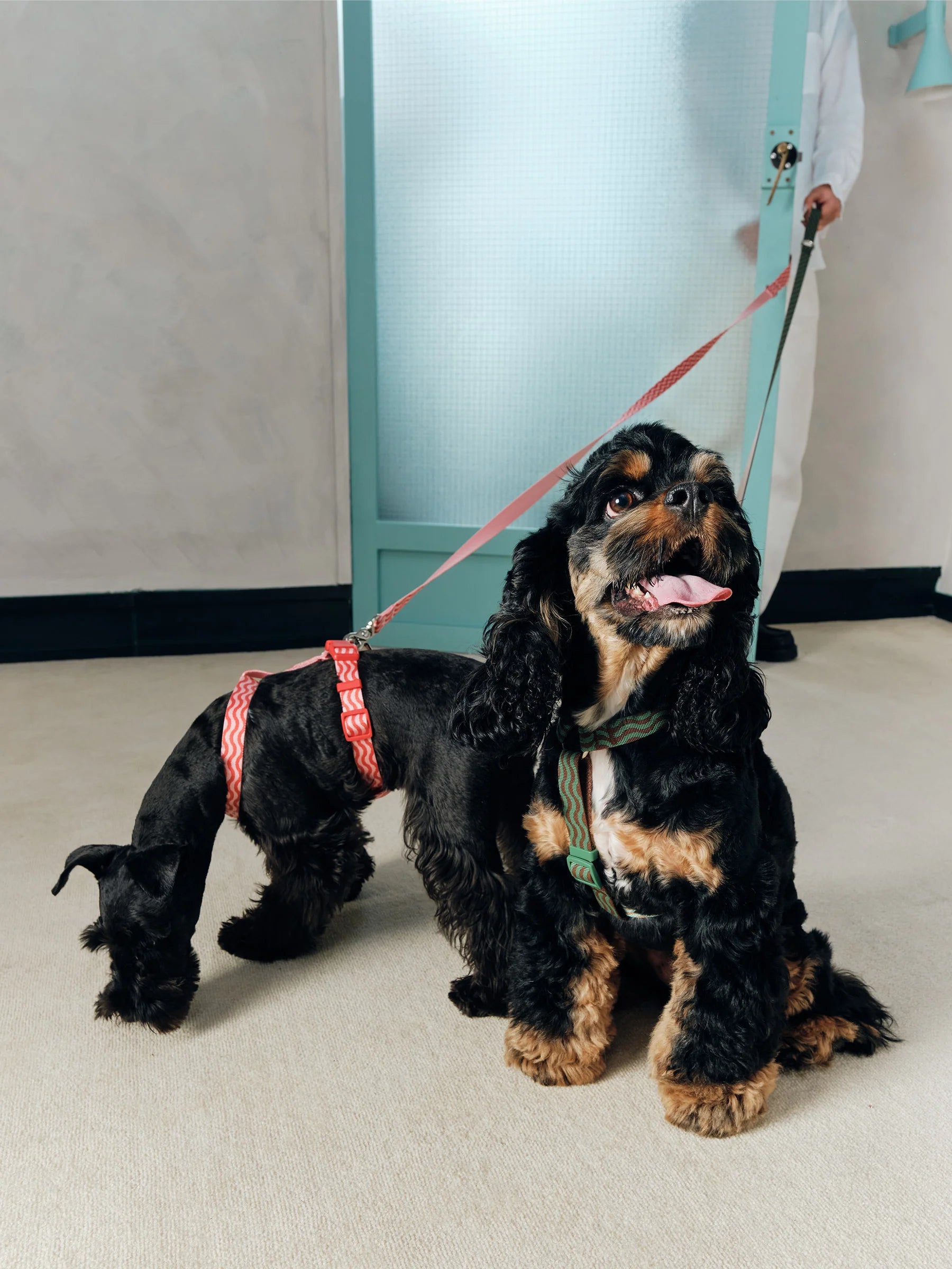 “The Laguna Wave” Leash