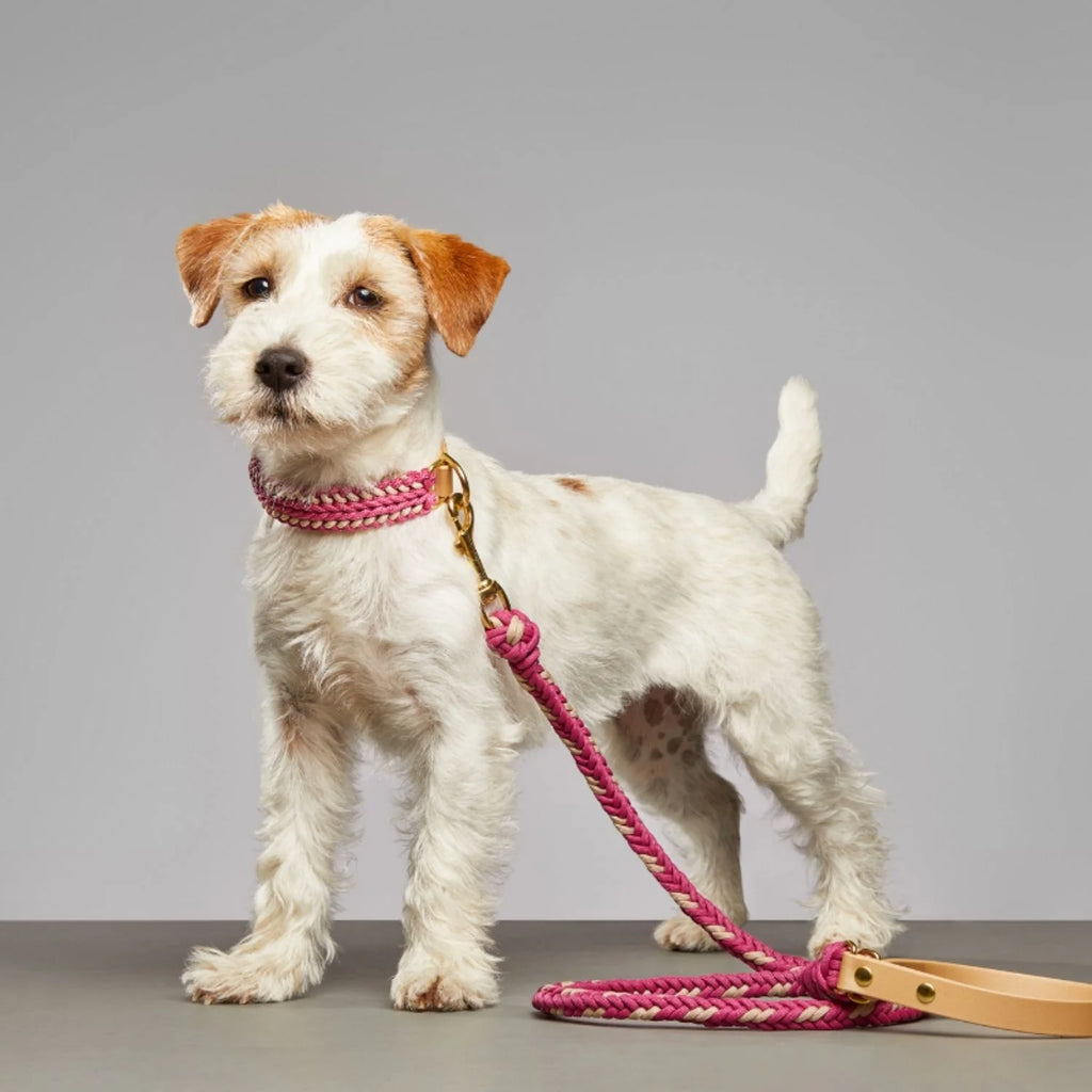 Rosie Pink Collar - Catalina