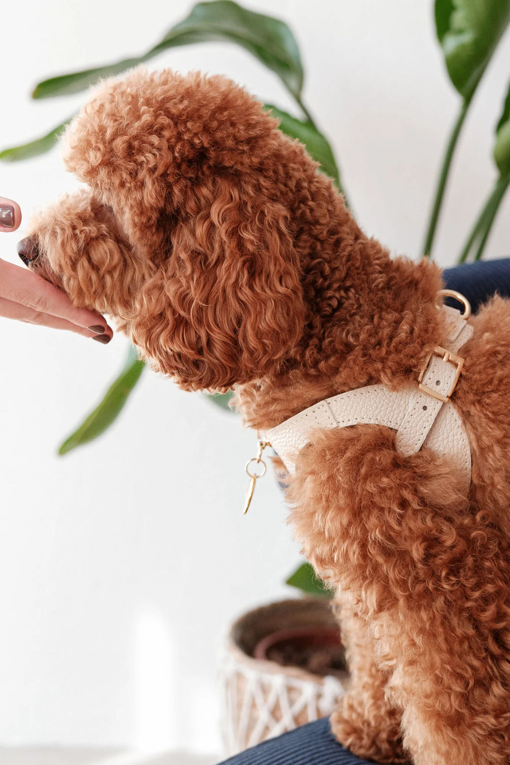 White Leather Juno Dog Harness