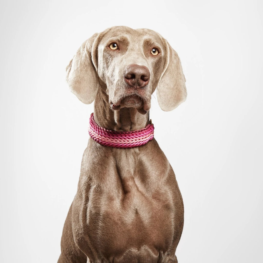 Esmeralda Rose Collar