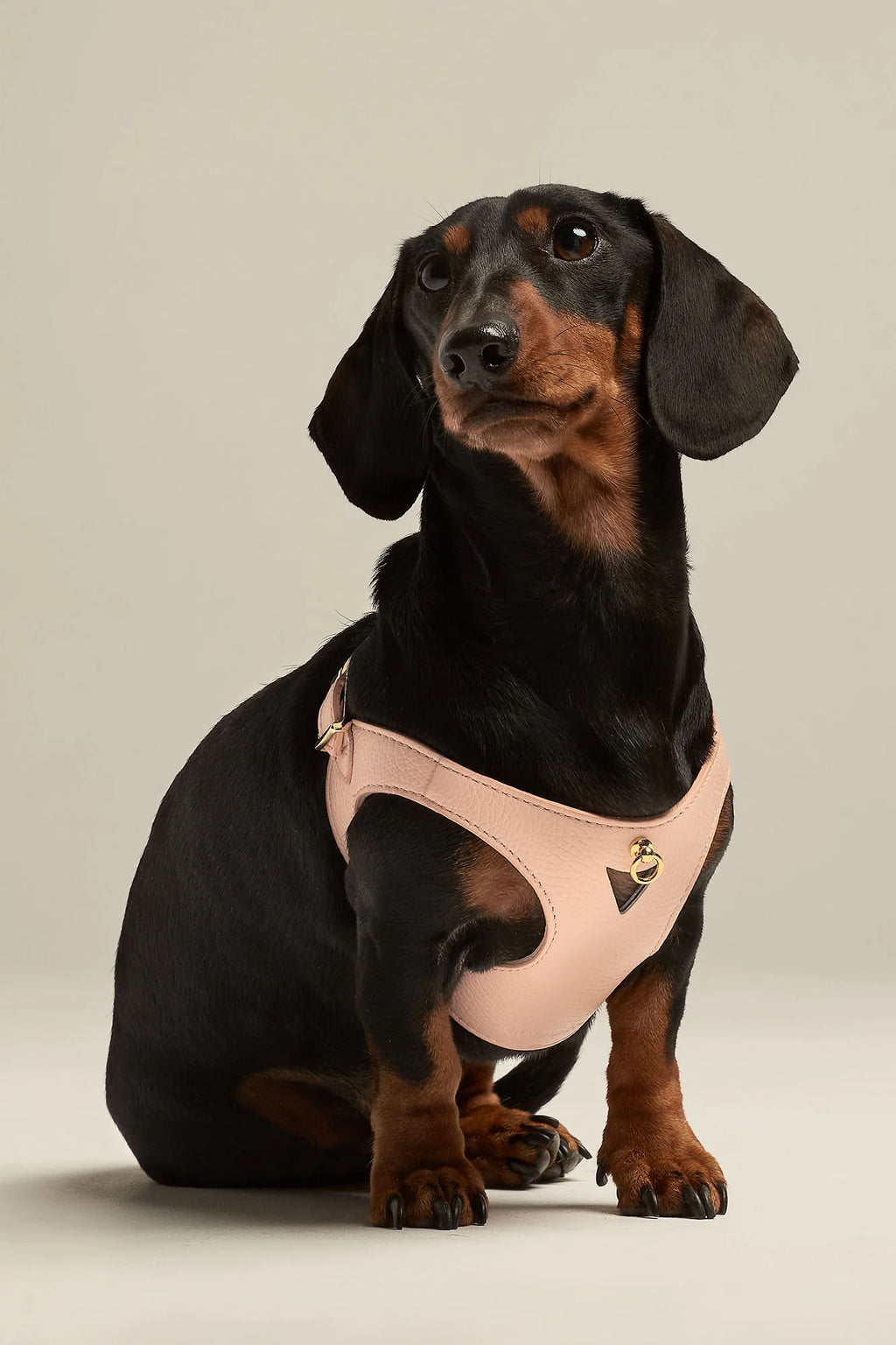 Peach Leather Juno Dog Harness