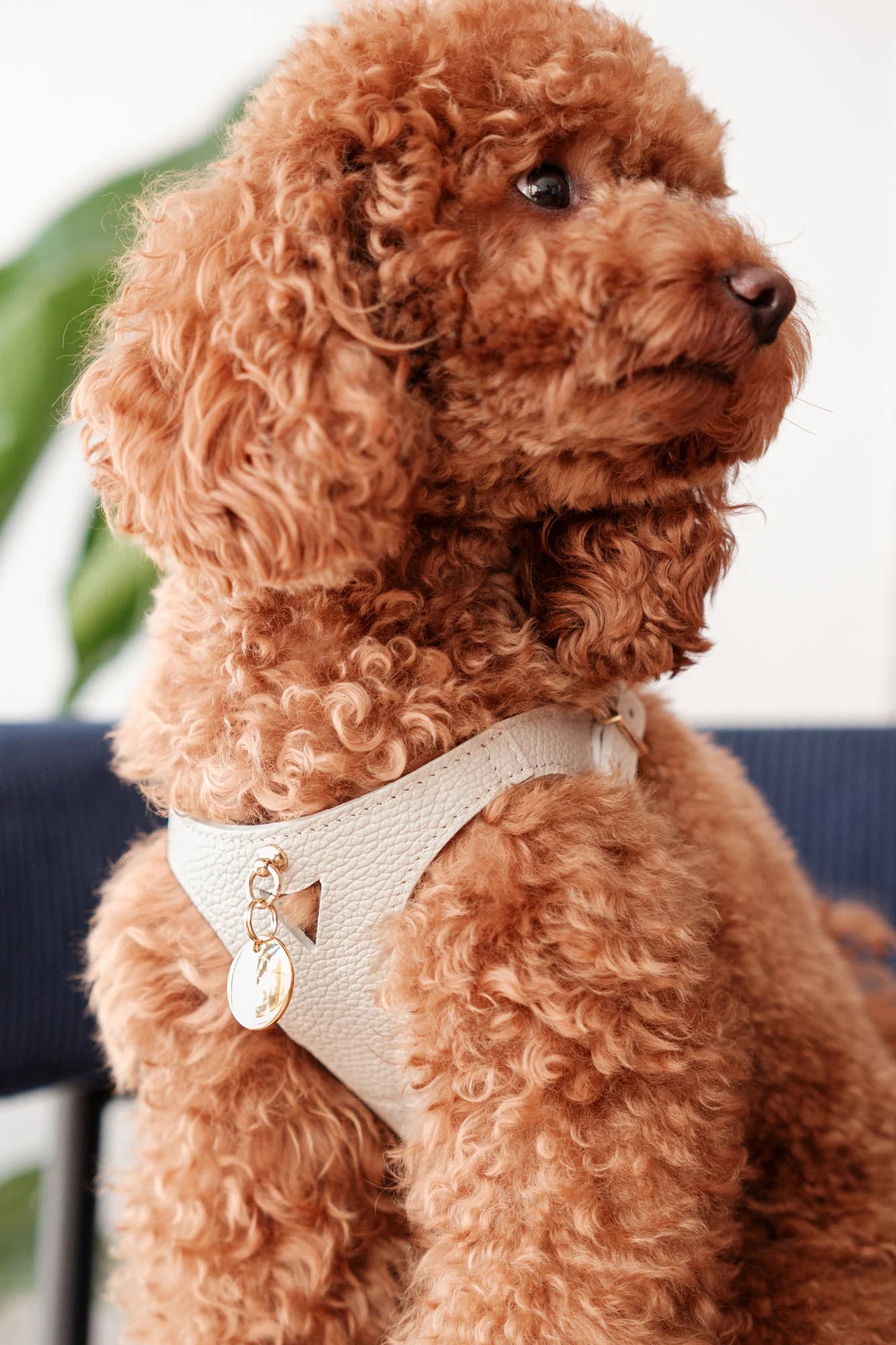 White Leather Juno Dog Harness
