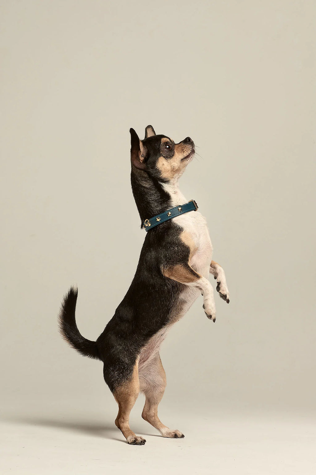 Navy Blue Leather Nara Toy Dog Collar