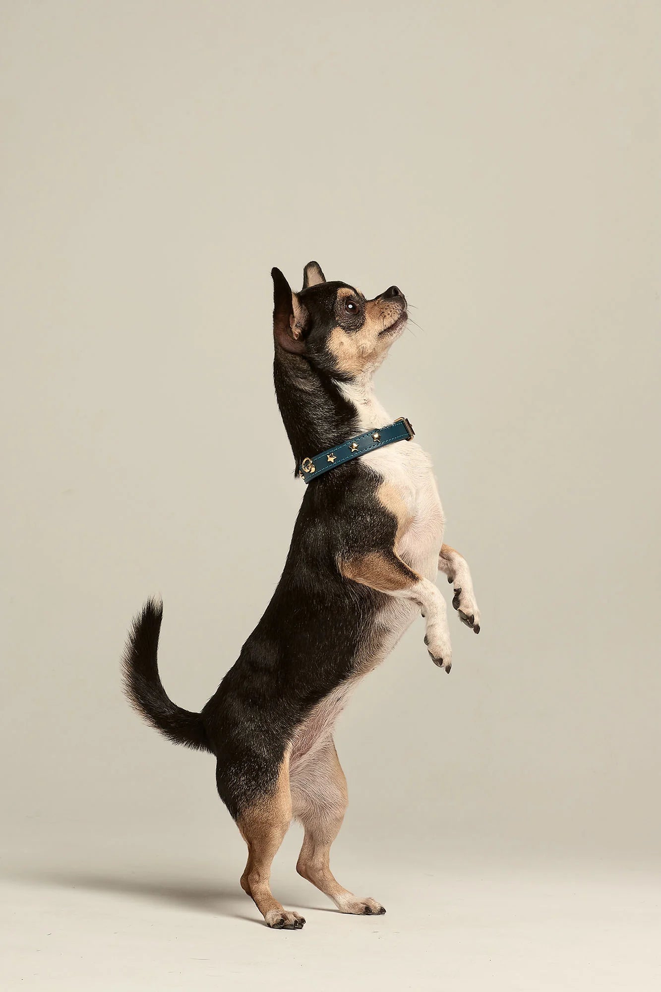 Navy Blue Leather Nara Toy Dog Collar