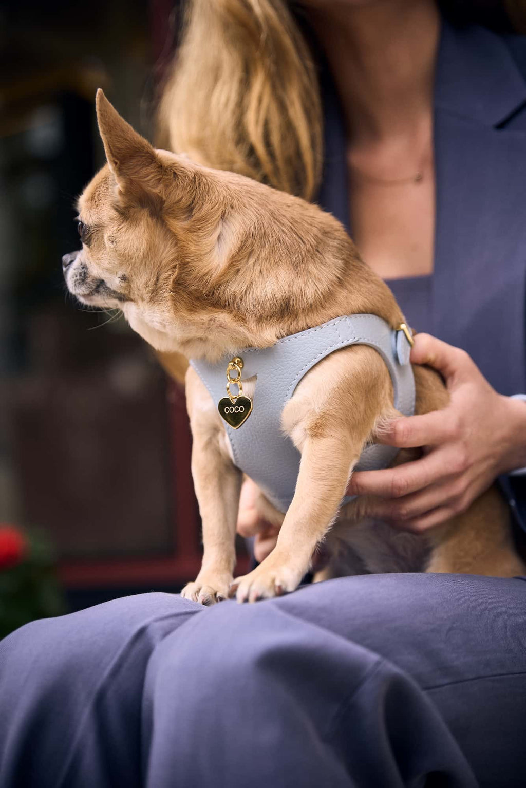 Sky Blue Juno Harness