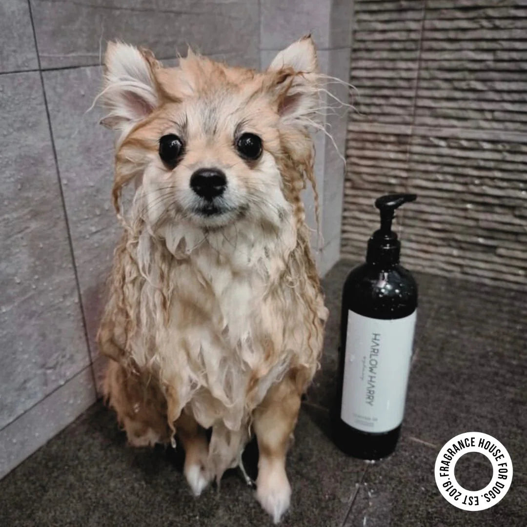 Conditioning Shampoo | D'Bacca 169