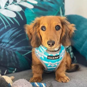 Coco & Pud Audrey Reversible Dog Harness